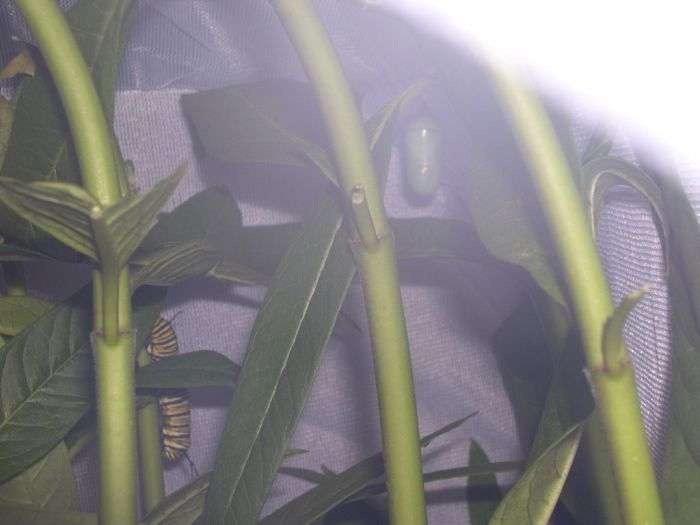 Перетворення гусениці в яскраву метелика (16 фото)