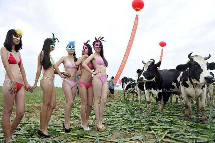Дивний китайський конкурс Міс дійна корова (11 фото)