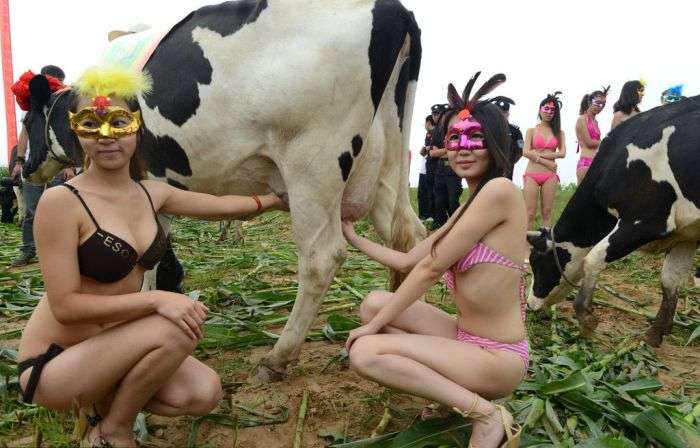 Дивний китайський конкурс Міс дійна корова (11 фото)