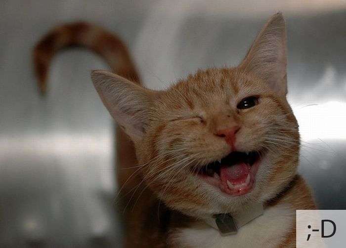 Забавні емоції прикольних котів (23 фото)