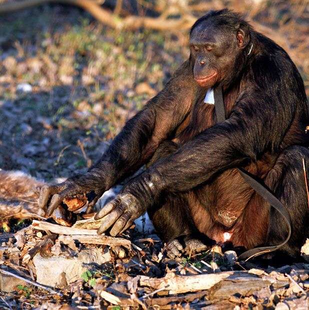 Шимпанзе Канзи любить пікніки (11 фото)
