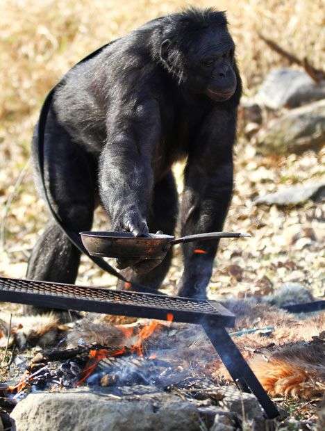 Шимпанзе Канзи любить пікніки (11 фото)