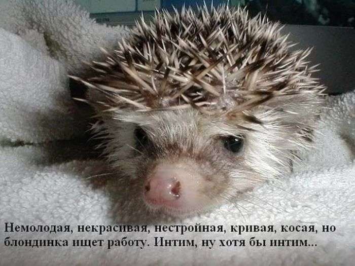 Забавні їжачки жартують про все на світі (47 фото)