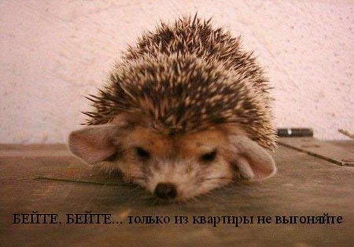 Забавні їжачки жартують про все на світі (47 фото)