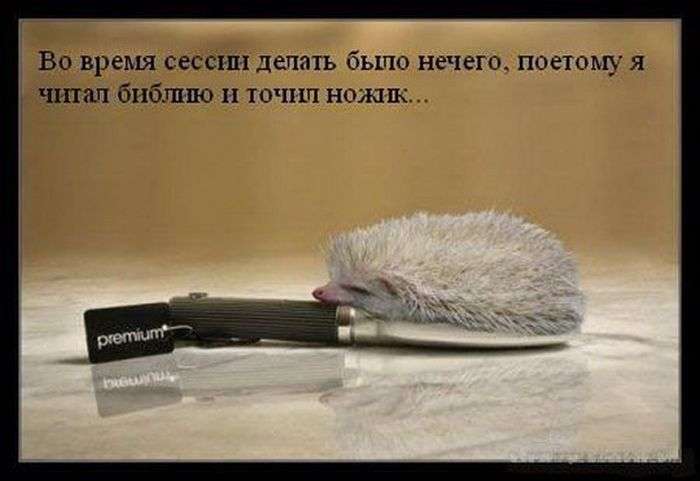 Забавні їжачки жартують про все на світі (47 фото)