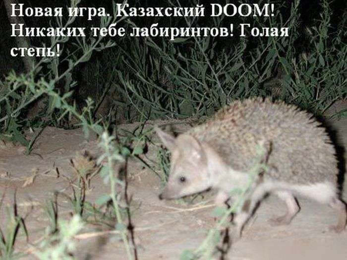 Забавні їжачки жартують про все на світі (47 фото)
