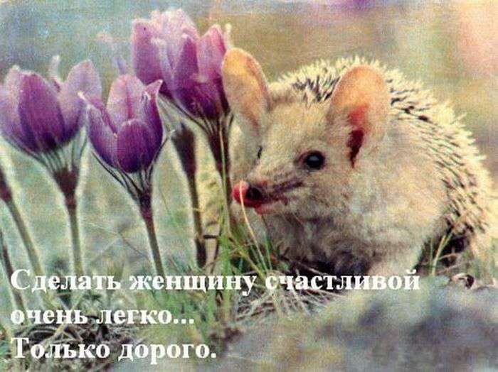 Забавні їжачки жартують про все на світі (47 фото)
