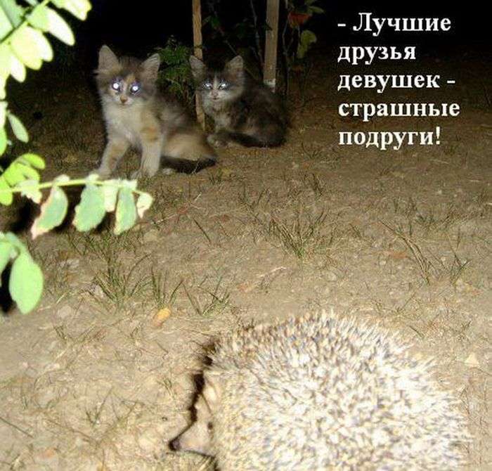 Забавні їжачки жартують про все на світі (47 фото)