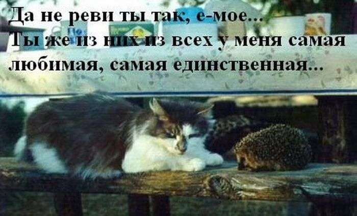 Забавні їжачки жартують про все на світі (47 фото)