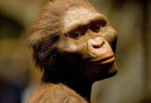 Стародавні сусіди на планеті: нові скам’янілості переписують історію ранніх предків