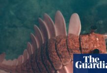 Орбітальні зрушення, пов’язані з кембрійським вибухом, виявлені в дослідженні