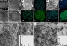 Esqueletos microscópicos, gran impacto climático: cómo las diatomeas transforman rápidamente la química de los océanos