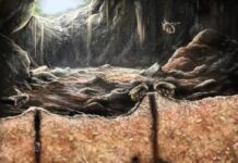 Starověké včely stavěly úly uvnitř zvířecích fosilií: Nový objev