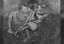 Стародавні болгари ласували собачим м’ясом: археологічні дані підтверджують 2500-річну практику