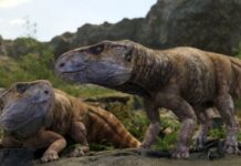 Dinosaurus Bertanduk Hilang di Eropa: Pandangan Baru pada Fauna Kapur