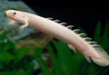 Загальна Палітра Інструментів Стимулює Регенерацію Кінцівок у Риб та Саламандр