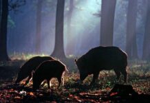 Загублений світ знайдено: давня ДНК розкриває Догерленд як льодовиковий період.