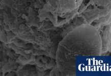 Дезорієнтація Сперматозоїдів у Космосі: Нове Дослідження Підкреслює Проблеми Розмноження при тривалих космічних подорожах