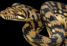 Як змії кидають виклик гравітації: фізика сходження без кінцівок