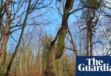 Слід Тріасових Ящерів у Лісі Стортон: Подорож у Часі