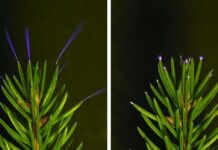 Приховане фіолетове свічення у лісах під час гроз