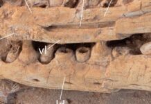 Виявлено Новий Гігантський Мозазавр у Марокко