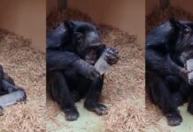 Шимпанзе виявляють несподівану захопленість кристалами