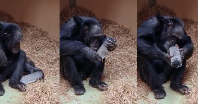 d53d1124-25df-4cdf-9ce0-41b3de73950e