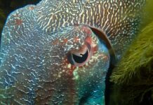 Прихована логіка зіниць тварин: як форма визначає виживання