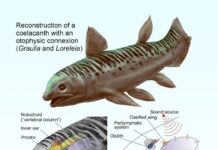 Стародавні Целаканти “Чули” Своїми Легкими, Виявлено в Дослідженні Скам’янілостей