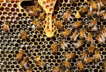 Нове дослідження підтверджує, що медоносні бджоли можуть обробляти числову інформацію