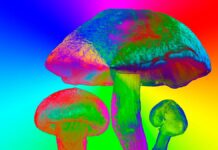 Вчені Створили Рослина, Здатна Одночасно Виробляти П’ять Психоделіків