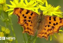 Історія двох траєкторій: мінливий ландшафт метеликів Великобританії