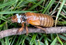 Цикади Орієнтуються до Дерев, Використовуючи Виявлення Тіні