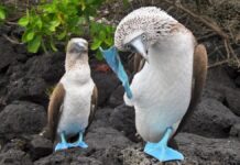 La pulsazione universale: perché la natura sembra battere a due ritmi al secondo