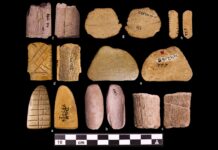 Стародавні кістки розкривають коріння азартних ігор та ймовірності у корінних американців