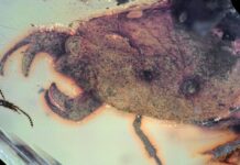 Insetto di 100 milioni di anni con chele di granchio e pose K-pop