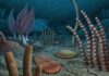 567 Millionen Jahre alt? Das Leben wurde schon früh kompliziert.