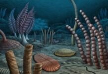 567 Millionen Jahre alt? Das Leben wurde schon früh kompliziert.