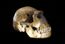 Пропавшие мужчины Homo naledi