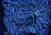 Fecal Microbiota Transplants for Insomnia: What the Early Evidence Shows