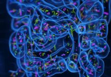 Fecal Microbiota Transplants for Insomnia: What the Early Evidence Shows