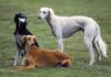 The 9,000-Year-Old Sighthound: Why the Saluki Remains the Noble Hound